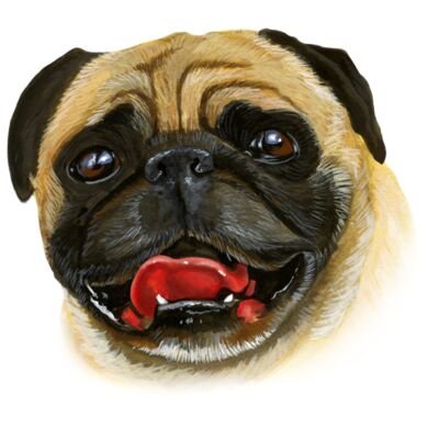 Pug Dog Pose Thumbnail