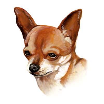Chihuahua Thumbnail
