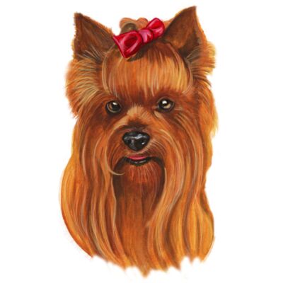 Yorkshire Terrier Thumbnail