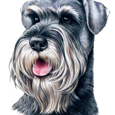 Schnauzer Thumbnail