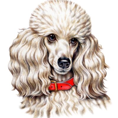 Toy Poodle Thumbnail