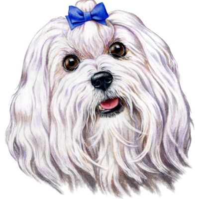 Maltese Thumbnail
