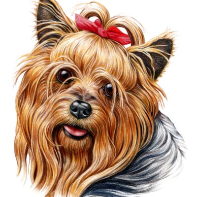 Yorkie Thumbnail
