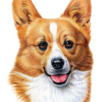 Welsh Corgi Thumbnail