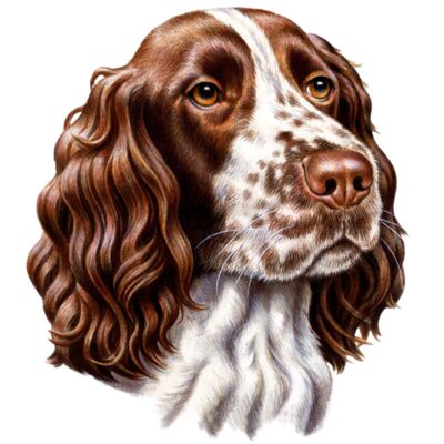 Springer Spaniel Thumbnail