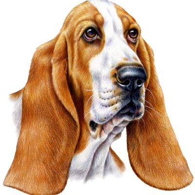 Bassett Hound Thumbnail