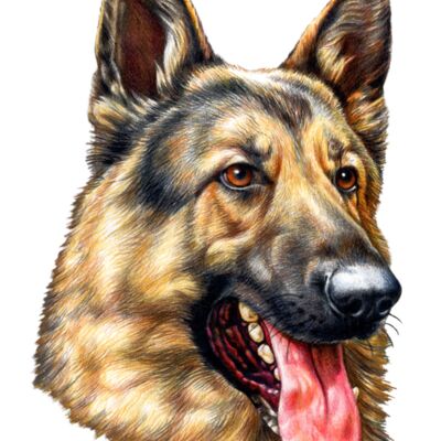 German Shepherd Thumbnail