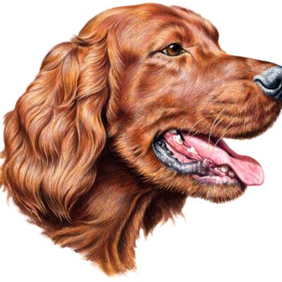 Irish Setter Thumbnail
