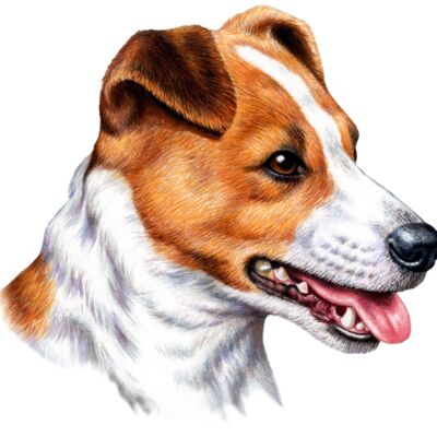 Jack Russell Thumbnail