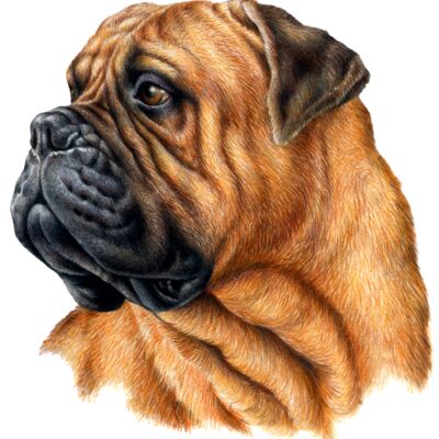 Bullmastiff Thumbnail