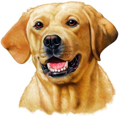 Yellow Lab Thumbnail