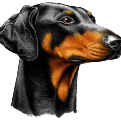 Doberman Thumbnail