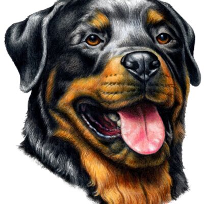 Rottweiler Thumbnail