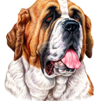 St Bernard Thumbnail