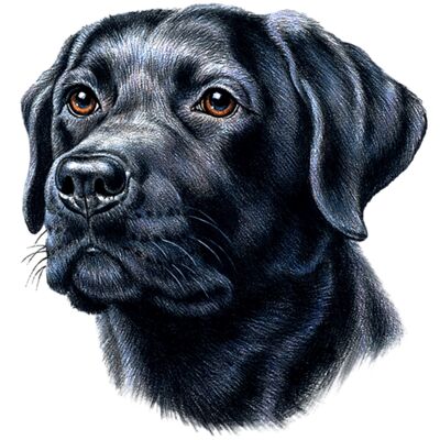 Black Lab Thumbnail