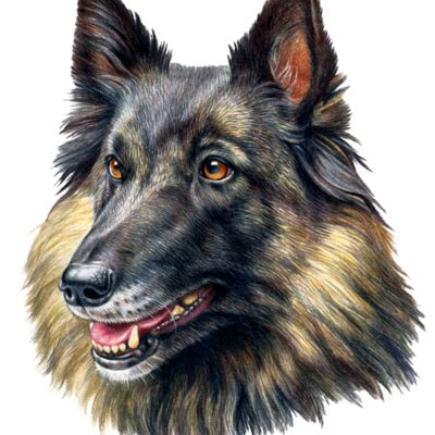Belgian Tervuren Thumbnail