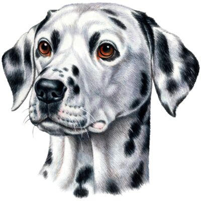 Dalmatian Thumbnail