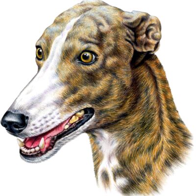 Greyhound Thumbnail
