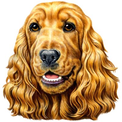 Cocker Spaniel Thumbnail