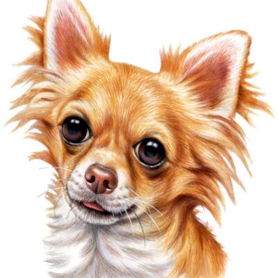 Long Haired Chihuahua Thumbnail